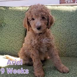 Aussiedoodle Puppies from Color Country Doodles