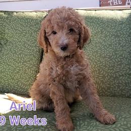 Aussiedoodle Puppies from Color Country Doodles