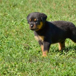 Rottweilers from BRANS HAUS ROTTWEILERS