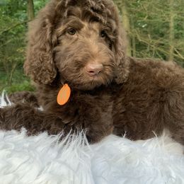 Rubina - Chocolate female Goldendoodle puppy in New Ringgold, Pennsylvania from Hawk Mountain Doodles