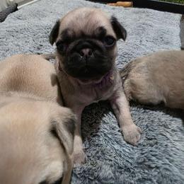 Trixie - Fawn female Pug puppy in Rutherfordton, North Carolina from Sweetie Pie Pugs