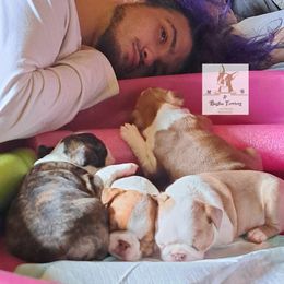 Boston Terrier Puppies from M&Bs Boston Terriers