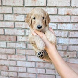 Grey - Apricot male Goldendoodle puppy in Prattville, Alabama from Jericho Junction Doodles and Poodles