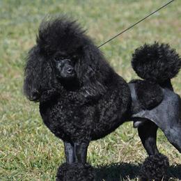 Huey - Poodle