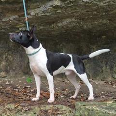 Grimm - American Hairless Terrier