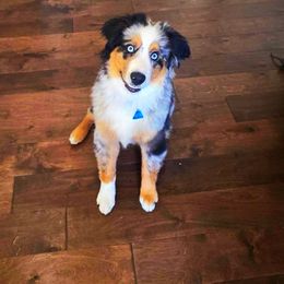 Australian Shepherd Puppies from Amazing Aussies