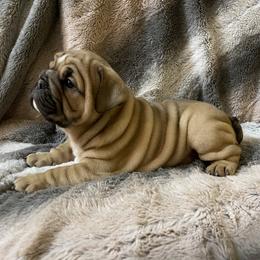 Bulldog Puppies from Semper Fi Bulldogs