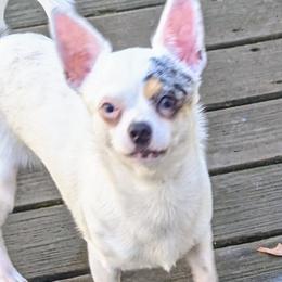 Angie - Chihuahua