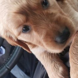 Golden Retrievers from Kingston Hills