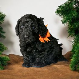 Orange ( black male) - Black male Australian Labradoodle puppy in Milton, North Carolina from Good Day Doodles