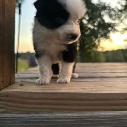 Annette - Black tri female Miniature Australian Shepherd puppy in Doddridge, Arkansas from Huddleston Farm