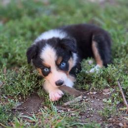 Boy 1 - Black tri-color male Australian Shepherd puppy in Keyser, West Virginia from Heartfelt Hollow Farm