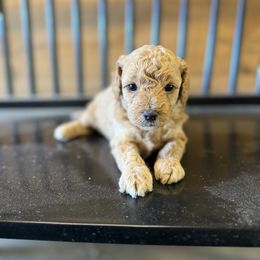 Sandy - Cream female Cavapoo puppy in North Franklin, Connecticut from Lynn's Goldens