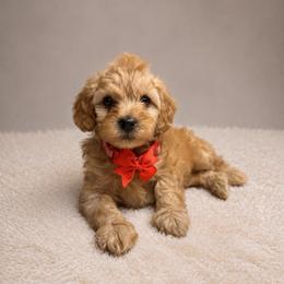 Merle Haggard - Red  male Goldendoodle puppy in Hot Springs, Arkansas from Hot Springs Kennels