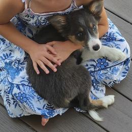 Cerberus - Blue male Border Collie puppy in Grapeview, Washington from Athena’s Collies