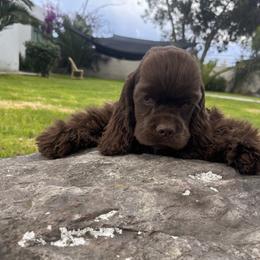 Mars (orange) - Brown male Cocker Spaniel puppy in Glastonbury, Connecticut from Hillside kennels
