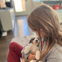 Aussiedoodle, Bernedoodle, Goldendoodle, and Poodle Puppies from Teddy Doodles & Standard Poodles