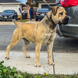 Mia - Boerboel