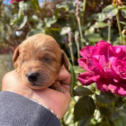 Sebastian - Apricot male Cavapoo puppy in Jackson, California from Disney Doodles
