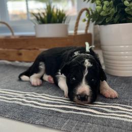 Santa Barbara - White and black female Bordoodle puppy in Valley Center, California from Circle R Valley Bordoodls