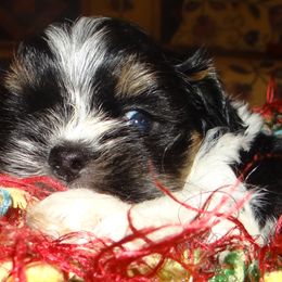 AKC Maru - Parti male Lhasa Apso puppy in Fort Washington, Maryland from GyanGanj Lhasa Apso