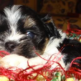 AKC Maru - Parti male Lhasa Apso puppy in Fort Washington, Maryland from GyanGanj Lhasa Apso