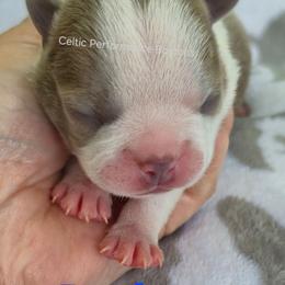 Beetle - Lilac male Boston Terrier puppy in Griffin, Georgia from Celtic Performance Bostons