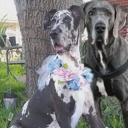 Great Danes from Francy Marichalar-Salinas' Great Danes
