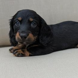 Dough 2100 - Black and tan male Dachshund puppy in Sonora, Kentucky from Maple Hill Miniature Dachshunds