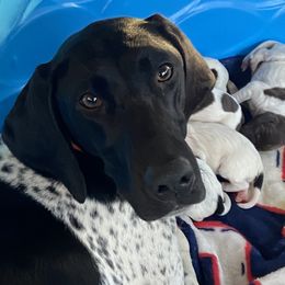 Mae - German Shorthaired Pointer