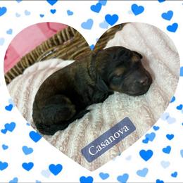 Casanova - Sable male Poodle puppy in Conway, Arkansas from Arkansas River Poodles