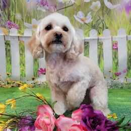 Cupid - Shihpoo