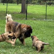 Odin - Leonberger