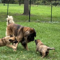 Odin - Leonberger