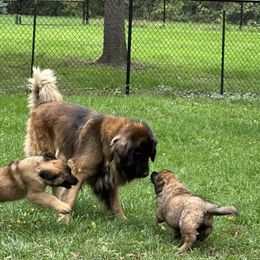 Odin - Leonberger