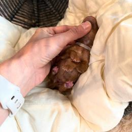 Toast - Red  male Poodle puppy in Queen Creek, Arizona from Poised Poodles