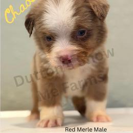 Chaos - Labor Day Sale - Red merle male Miniature Australian Shepherd puppy in Oronogo, Missouri from Dutton's Show Me Farms