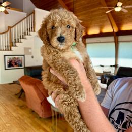 Girl 2 - Red female Bernedoodle puppy in Milford, Ohio from Doodle Duo