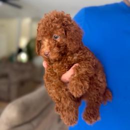 Rudolph - Red  male Poodle puppy in Mint Hill, North Carolina from DoodleForever