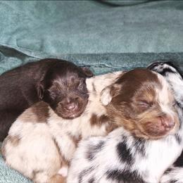 Miniature Australian Shepherd Puppies from Adina Enlow