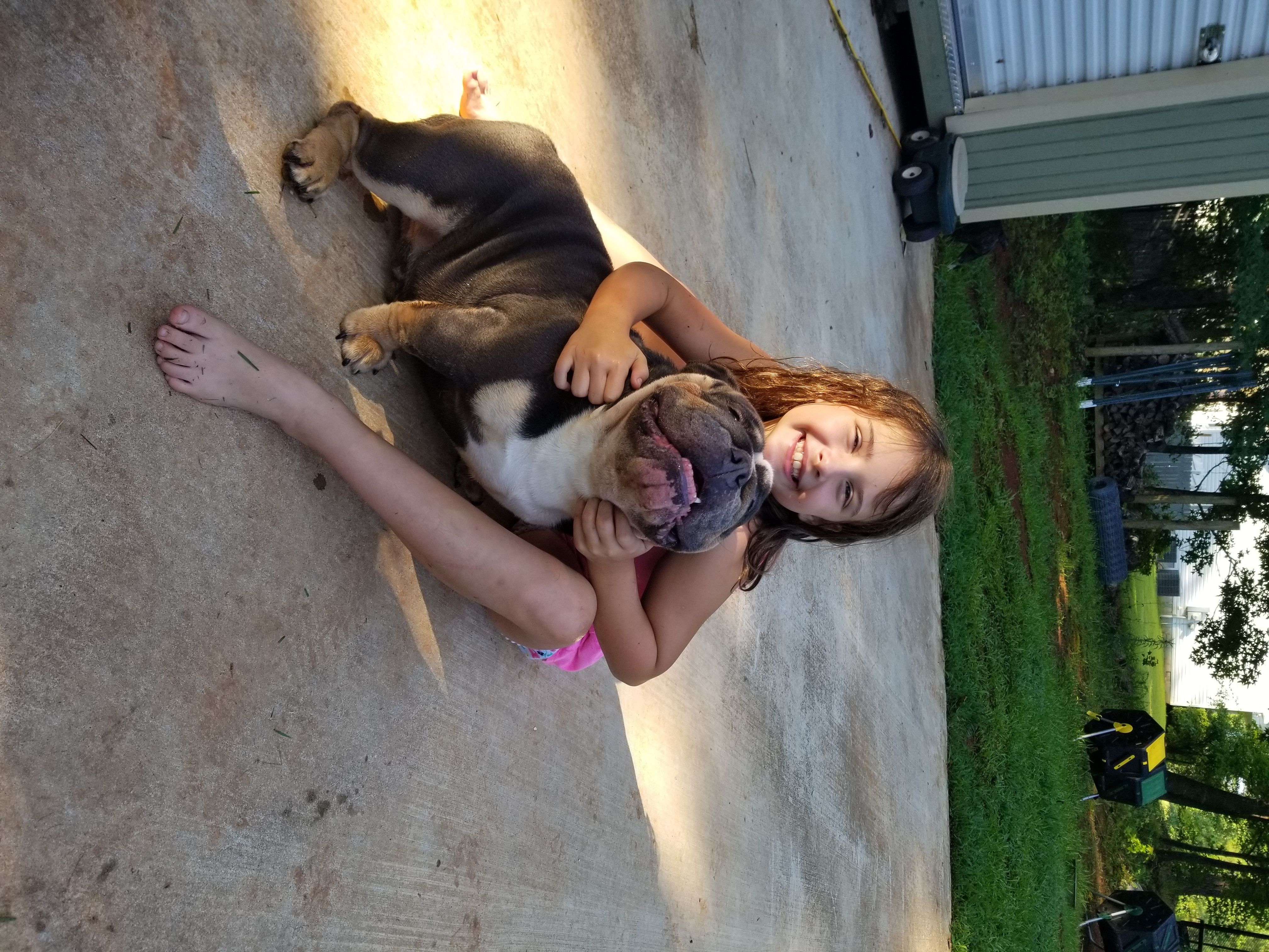 Slippy  - English Bulldog