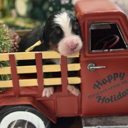 Snowflake - Tri-color female Bernese Mountain Dog puppy in Gardner, Kansas from Faith and Family Farm
