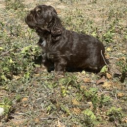 Cocker Spaniel Puppies from Orchard Spaniels