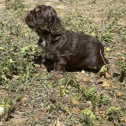 Cocker Spaniel Puppies from Orchard Spaniels