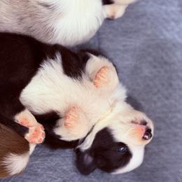 Hope - Black tri female Miniature Australian Shepherd puppy in Taylor, Arizona from Holy Ghost Ranch, Inc