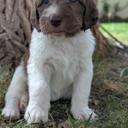 Patriot - Chocolate male Labradoodle puppy in Snowflake, Arizona from Az Mountain Doodles