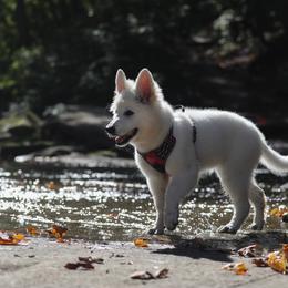 Berger Blanc Suisse Puppies from Nasha Comanda White Swiss Shepherds