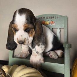 Oreo 2,950.00 - Black white and brown male Basset Hound puppy in Denison, Texas from Emma Lou's Baby Bassets