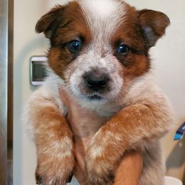 Full mask Red - Red speckled male Australian Cattle Dog puppy in Lenoir, North Carolina from Blue Coyote Ranch