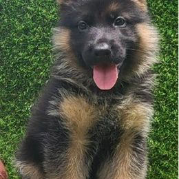 Male 1 Cash - Black and red male German Shepherd puppy in Rockfield, Kentucky from Cheveyo German Shepherds